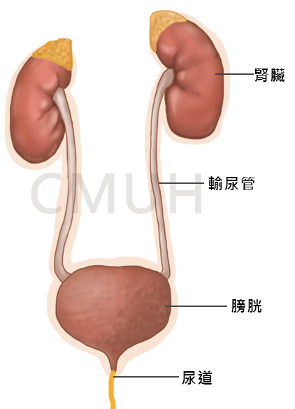 泌尿系統(2).jpg